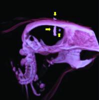 3-D rendering of a fused SPECT/CT image of a mouse’s head. A small number (down to 1500) of radiolabeled cells were visible in the image (yellow arrows). The total imaging time was 1.5 hours with a dual head SPECT/CT system developed at Meng’s lab.