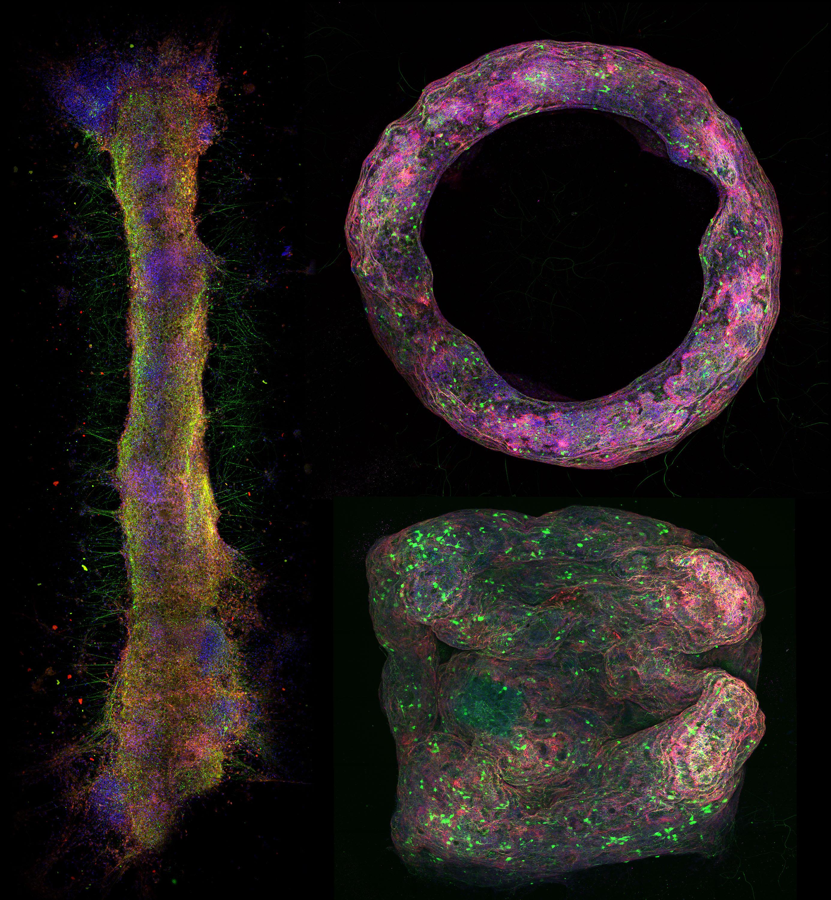 Different neural tissue geometries formed with the new biofabrication method and imaged using confocal microscopy