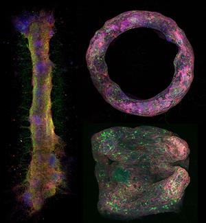 Different neural tissue geometries formed with the new biofabrication method and imaged using confocal microscopy