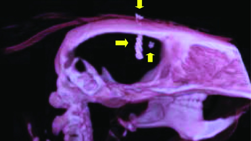 Hybrid Nuclear Imaging Device Works within MRI