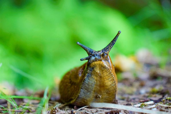 [cr][lf]&lt;p&gt;The mucus layer on the underside of a snail foot is one example of a soft material that yields to stress up to a certain point, then flows. This behavior, simplified in a new study from researchers at the University of Illinois Urbana-Champaign, is what helps the snail move without unwieldy sliding, similar to that of many other natural and synthetic materials, from mud to the additives that make toothpaste flow when squeezed. Photo courtesy Rodrigo Quarteu&lt;/p&gt;[cr][lf]